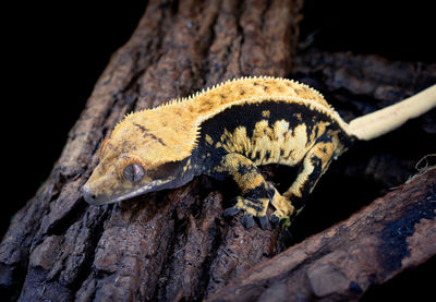 Close-up of lizard on tree trunk