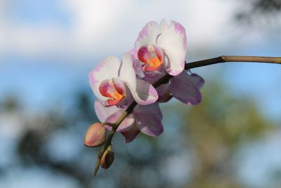 Close-up of pink cherry blossom