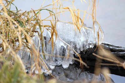 Close-up of icicles on plants at lakeshore
