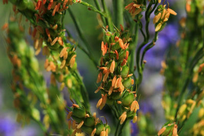 Close-up of purple flowering plant