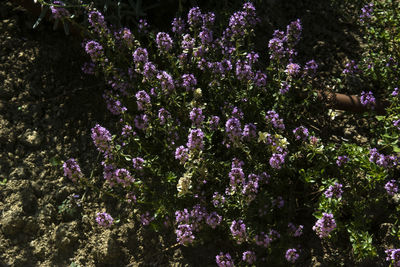 High angle view of purple flowering plants on field