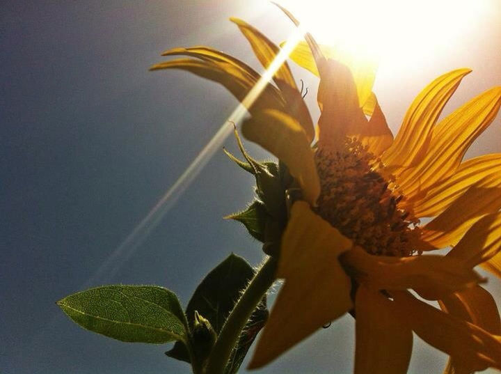 CLOSE-UP OF YELLOW FLOWERING PLANT