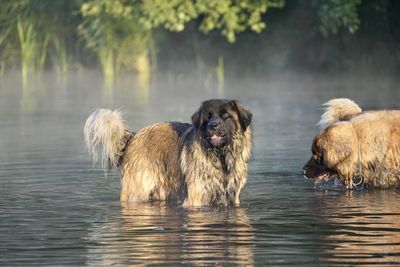 Dogs in a lake