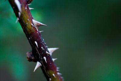 Close-up of plant against blurred background