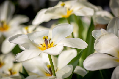 Close-up of white flowering plants