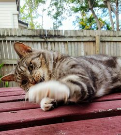 Close-up of cat lying on bench