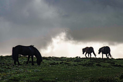 Horses in a field dartmoor 