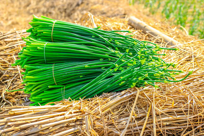 Close-up of plant growing on field