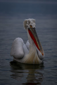 Pelican swimming in lake