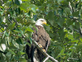 Bird perching on a tree