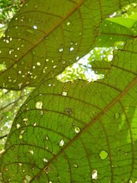 Full frame shot of leaves