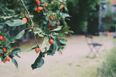 Close-up of berries growing on tree