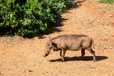 Side view of horse walking on field