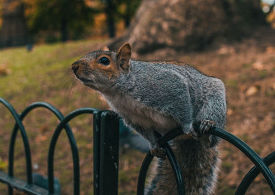 Close-up of squirrel on gate