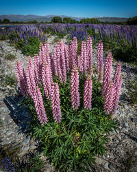 Purple flowering plants on field