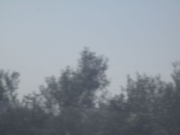Low angle view of trees against sky during winter