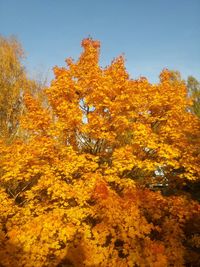 Low angle view of autumn trees against clear sky