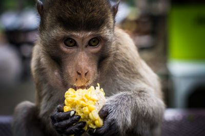 Close-up of fresh eating food