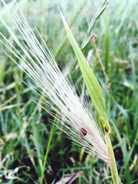 Close-up of butterfly on grass