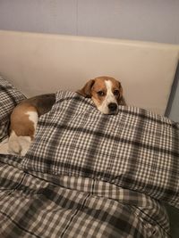 Portrait of dog relaxing at home