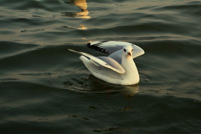 High angle view of seagull swimming in lake