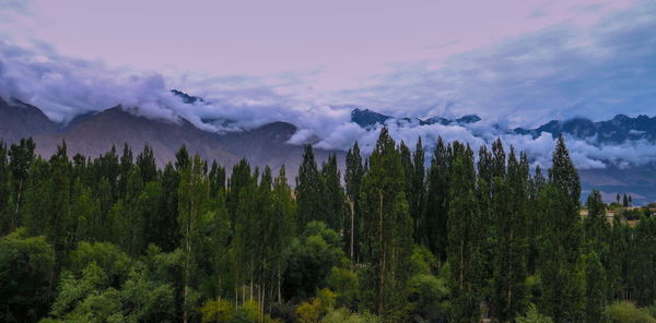 Panoramic view of pine trees against sky