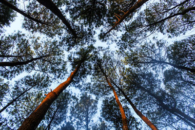 Low angle view of trees in forest