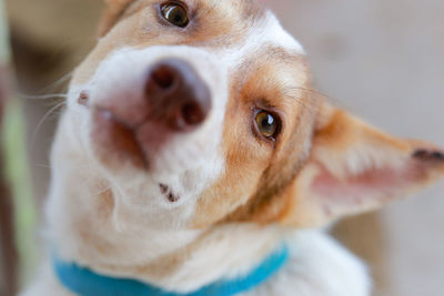 Close-up portrait of a dog