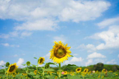 Close-up of yellow flowering plant on field against sky