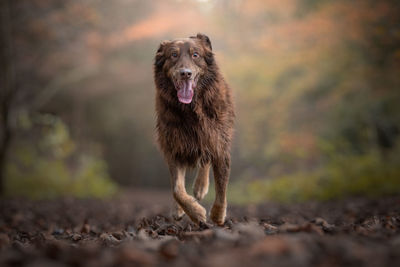 Portrait of dog running in woods