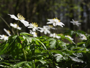 Close-up of flowering plant