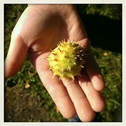 Close-up of cropped hand holding flower
