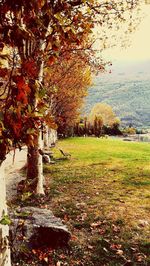 Trees in park during autumn