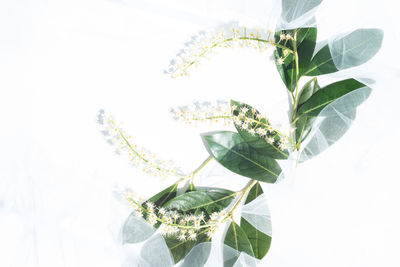 Directly above shot of fresh green leaves against white background