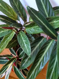 Close-up of fruit growing on plant