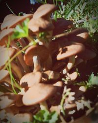 Close-up of cat by plants