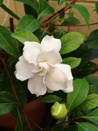 Close-up of white rose blooming outdoors