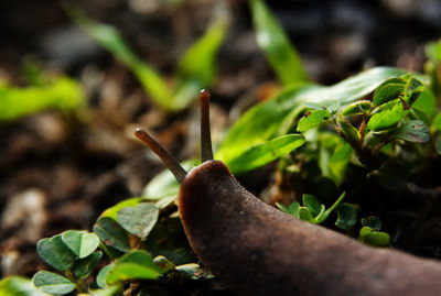 Close-up of plant growing on field