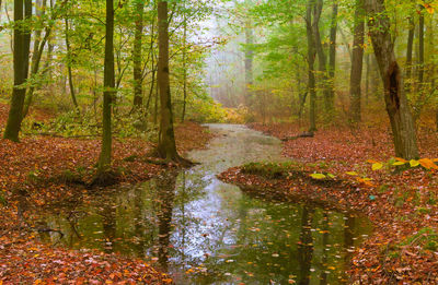 Trees in forest