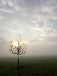 Bare tree on field against sky