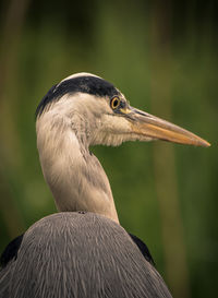 Close-up of a bird