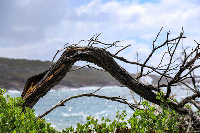 Low angle view of dead tree against sky