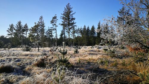 Trees on field against clear sky