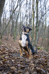Dog looking away in forest