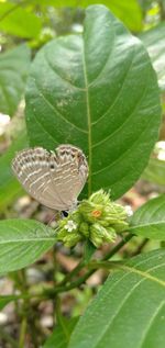 Close-up of butterfly on leaves