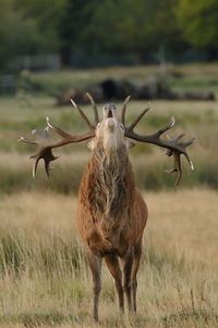 Deer standing on field