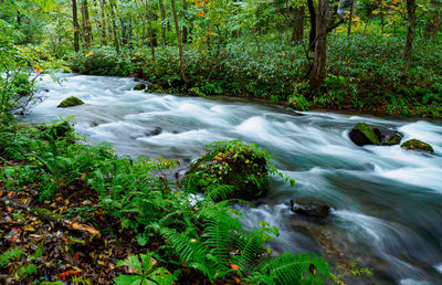 Stream flowing through rocks in forest