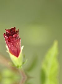 Close-up of red flower