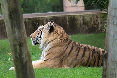 Side view of siberian tiger relaxing on field at lisbon zoo