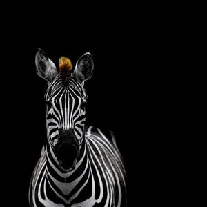 Close-up of giraffe against black background